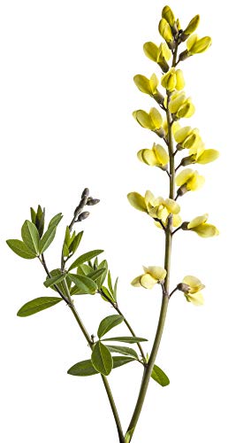 Baptisia hybrid Decadence® Lemon Meringue