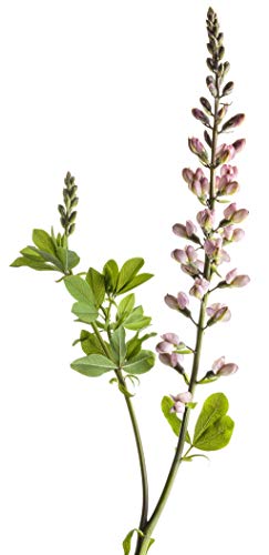 Baptisia hybrid Decadence® Pink Truffles