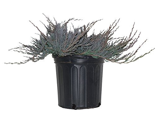 Bar Harbor Creeping Juniper plant in container – front view