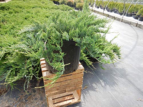 Bar Harbor Juniper groundcover spreading evergreen