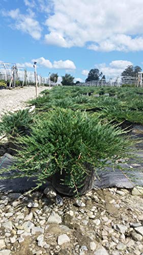 Bar Harbor Juniper plant side view in pot