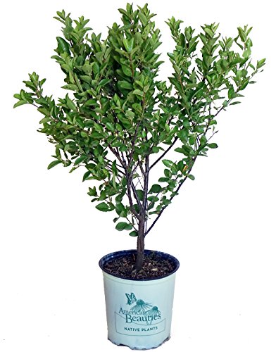 Beach Plum in a branded pot