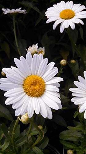 Becky Shasta Daisy flower colorBecky Shasta Daisy flower color