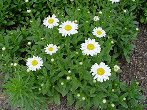 Becky Shasta Daisy flowering in the landscape