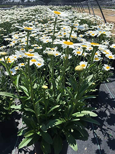 Becky Shasta Daisy with white flower and yellow on the center