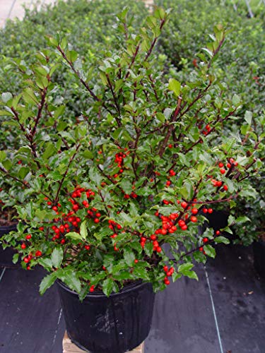 Berryific Holly berries