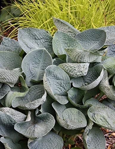 Big Daddy Hosta in the garden