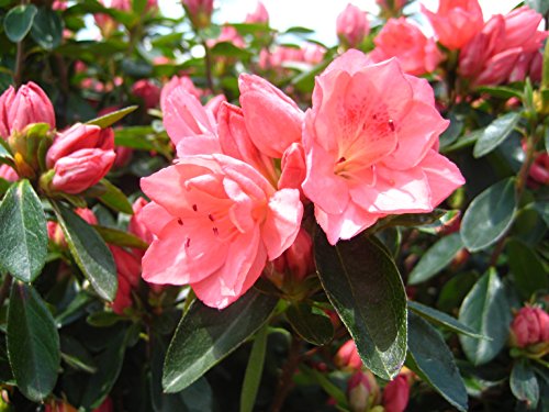 Blaauws Pink Azalea flower close up