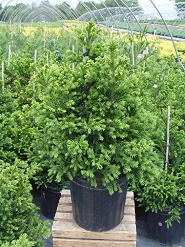 Black Dragon Japanese Cedar in nursery