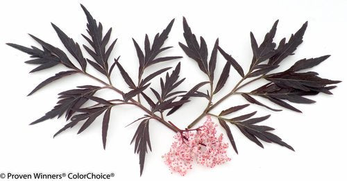 Black Lace Elderberry foliage detail close‑up