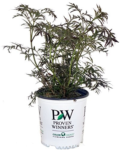 Black Lace® Elderberry in branded pot