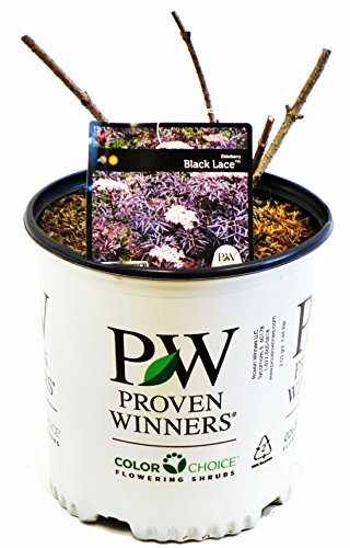 Black Lace® Elderberry no leaves in branded pot