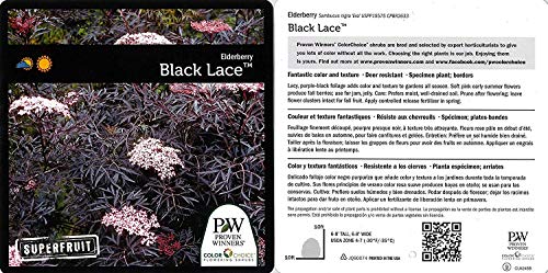 Black Lace® Elderberry plant facts