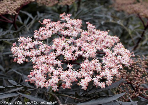 Black Lace Elderberry shrub in pot showing dark purple‑black foliage