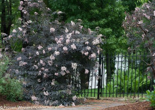 Black Lace Elderberry with light pink flowers blooming
