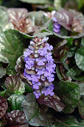 Black Scallop Bugleweed plant in a nursery pot showing deep burgundy-black scalloped foliage and lavender-blue flower spikes