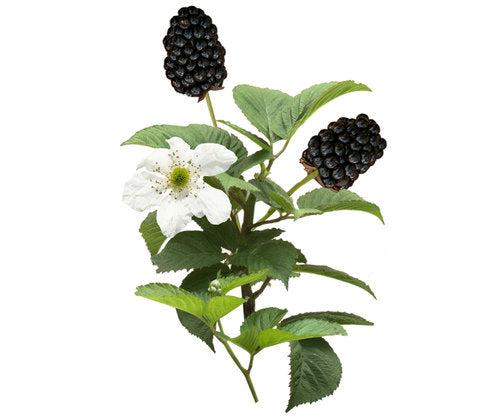 Baby Cakes™ Dwarf Thornless Blackberry