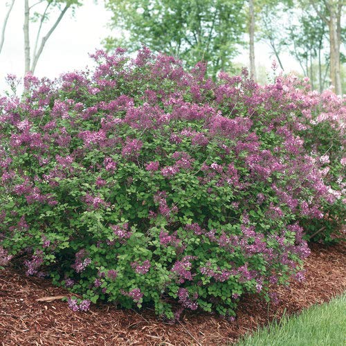 Bloomerang® Dark Purple Lilac covered with flowers