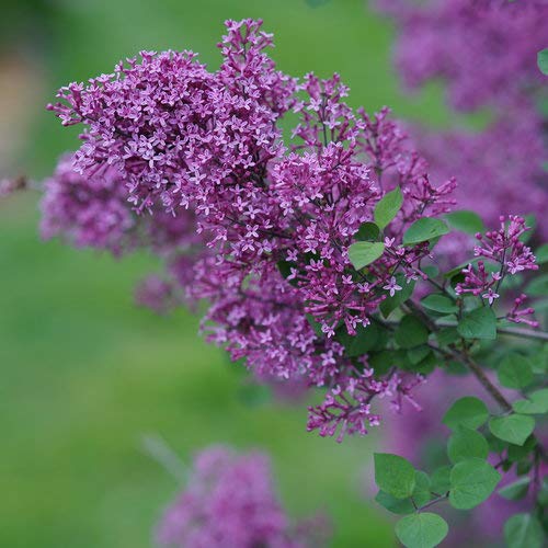 Bloomerang® Dark Purple Lilac flower zoom
