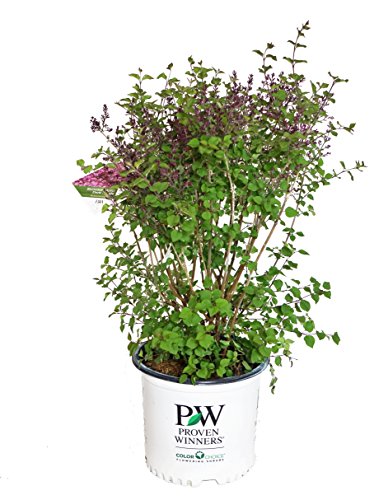 Bloomerang® Dark Purple Lilac plant in a nursery pot with green leaves ready for planting