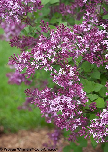 Bloomerang® Dark Purple Lilac shrub with clusters of dark purple and light lavender flowers in bloom