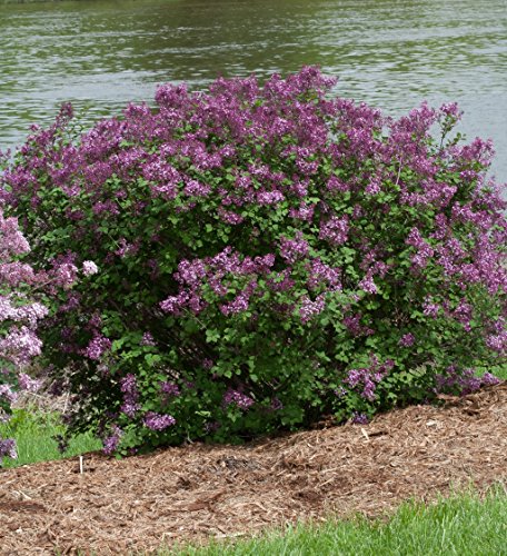 Bloomerang® Dark Purple Lilac shrub with clusters of dark purple flowers and green leaves