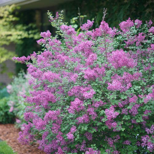 Bloomerang® Dark Purple Lilac shrub with clusters of vibrant dark purple flowers and green leaves