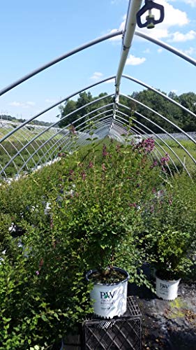 Bloomerang® Dark Purple Lilac shrub with dark purple flowers in nursery pots