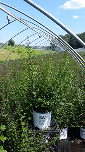 Bloomerang® Dark Purple Lilac shrub with green leaves and dark purple buds in a nursery container