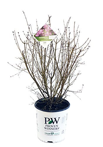 Bloomerang® Purple Reblooming Lilac no leaves growing in branded pot