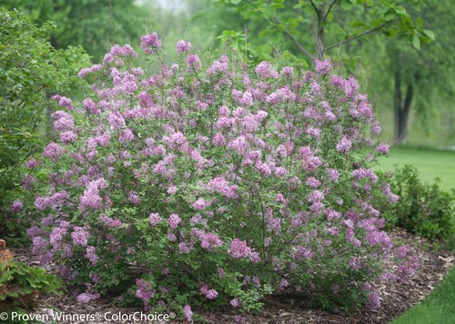 Bloomerang® Purple Reblooming Lilac plant in garden setting highlighting shape and flowers