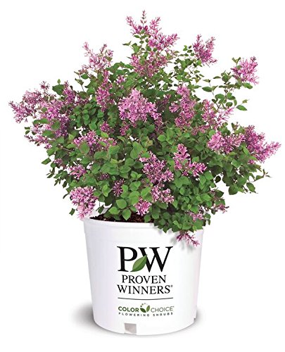 Bloomerang® Purple Reblooming Lilac shrub in #2 container, whole plant view