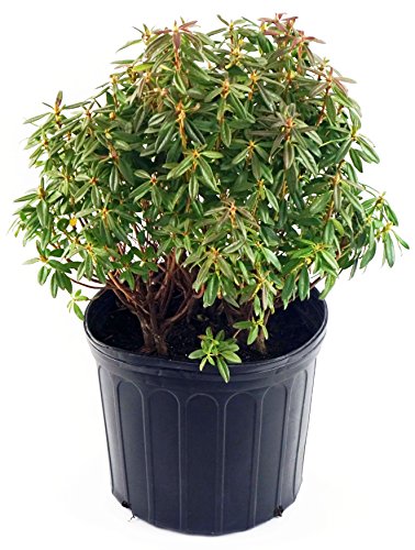 Blue Baron rhododendron foliage and blooms side angle