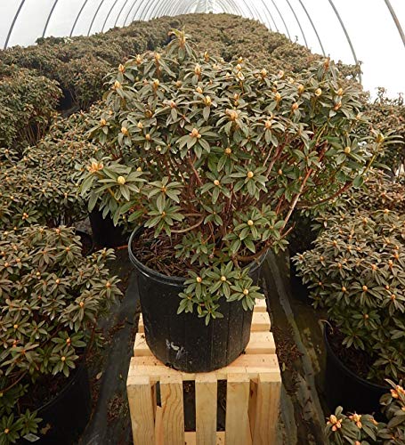Blue Baron rhododendron foliage and blooms side angle