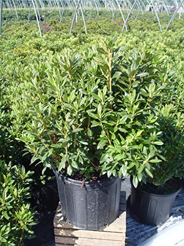 Blue Baron rhododendron plant in container, front view