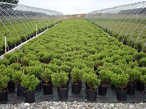 Blue Baron rhododendron plant profile in pot