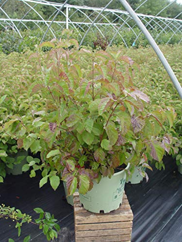 Blue Blaze™ Arrowwood Viburnum plant highlighting deep blue berries forming among green leaves