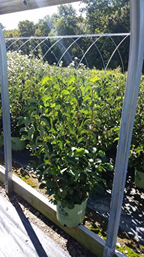 Blue Blaze™ Arrowwood Viburnum shrub in a nursery container showing dark green leaves, white flower clusters and beginning blue fruit