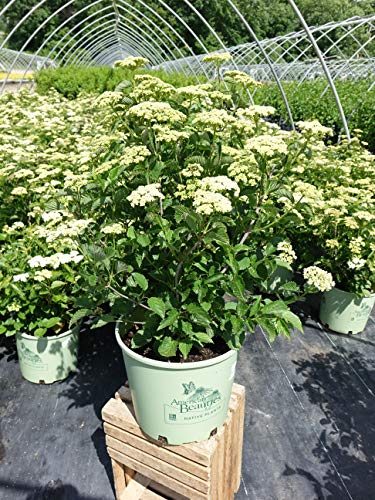Blue Blaze™ Viburnum flowering in the nursery