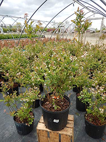 Blue Gold Blueberry shrub in container, front view