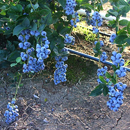 Blue Gold blueberry plant showing fruit