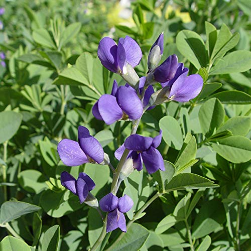 Blue Indigo flower petal focus