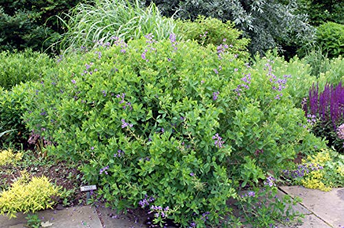 Blue Indigo flowering in the garden