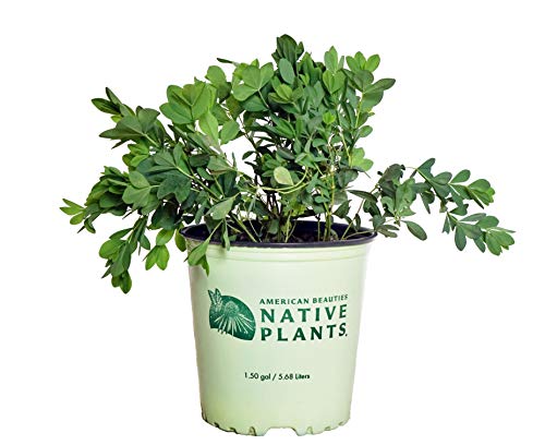 Blue Indigo in american beauties native plants pot