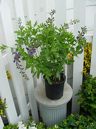 Blue Indigo in outdoor settings