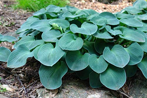 Blue Mouse Ears Hosta as ground cover