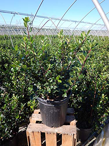 Blue Prince Holly evergreen shrub in nursery container, front view