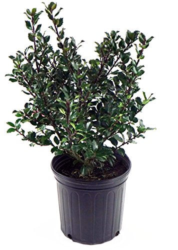 Blue Prince Holly in branded pot
