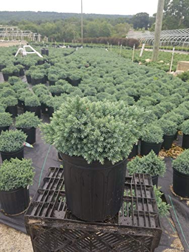 Blue Star Juniper in nursery
