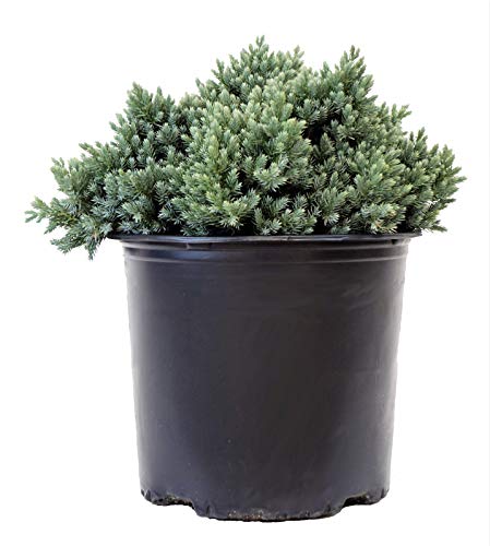 Blue Star Juniper in pot
